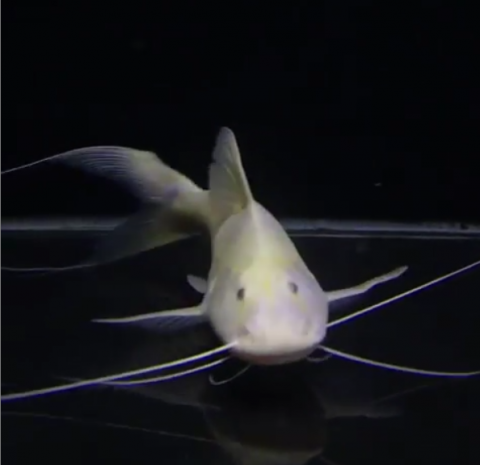 albino brachy.png