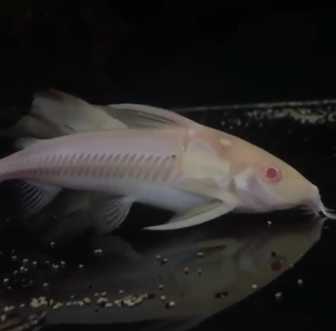 albino doradid.png