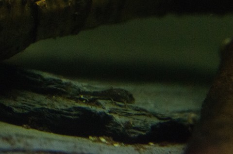 L244 fry, about 10mm SL