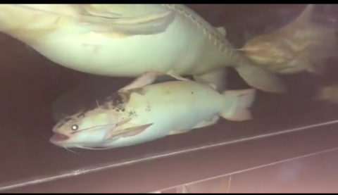 albino unkown.png