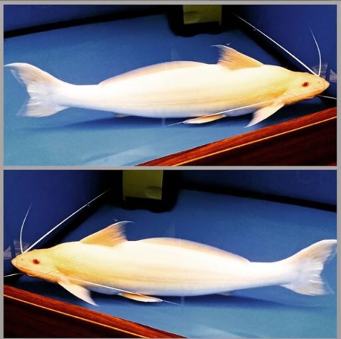albino vulture catfish.png