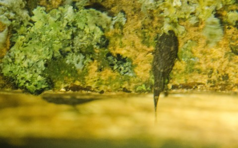 Pseudolithoxus dumus fry, two together