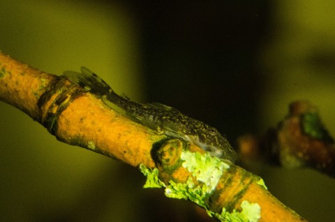 L244 fry, grazing on branches collected from local woodland.