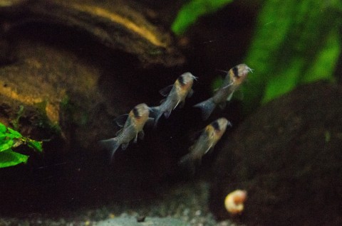 Corydoras burgessi fry, 13mm SL, in close formation