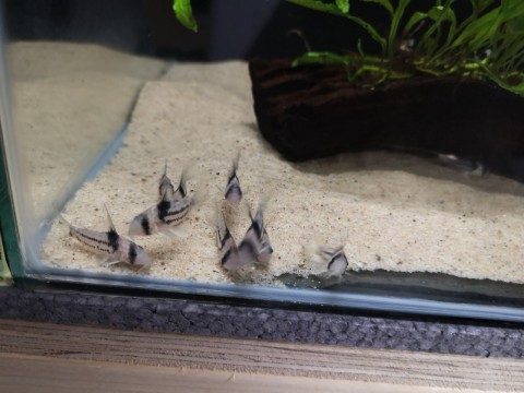 C. parallus.jpg
