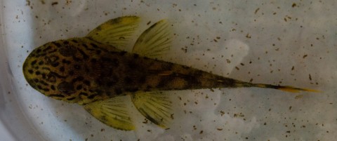 One of the fry in a tray for a photocall before going into the fry box.