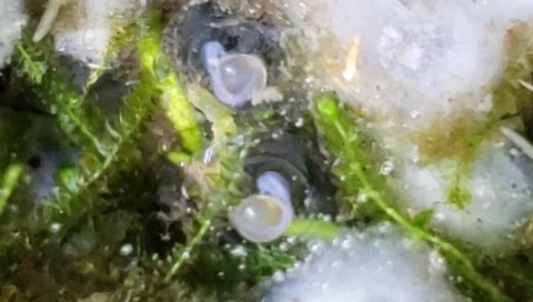 Auchenipterichthys coracoideus eggs 50-55 hrs old 2019-04-22.jpg