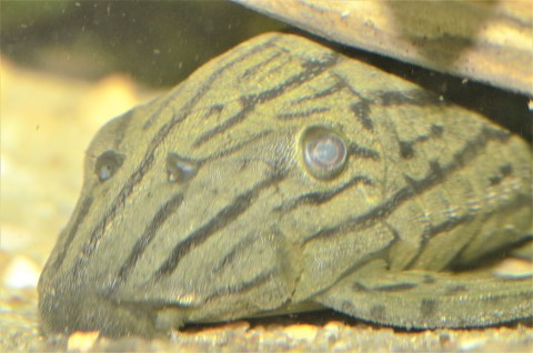 Old Panaque 3-11-19 portrait.jpg