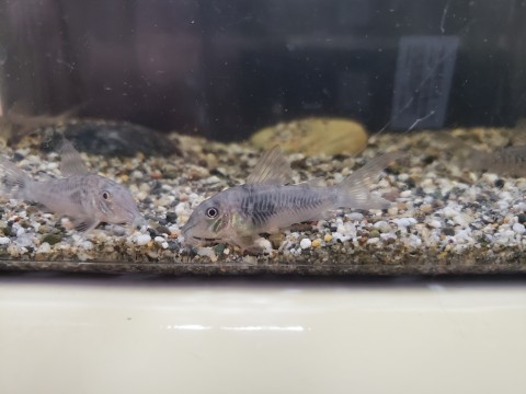 Lineage 1 Corydoras sold as Corydoras habrosus