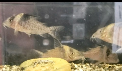 Corydoras delphax sold as Corydoras melanistius