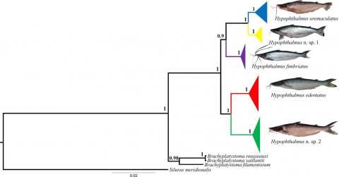 Graphical abstract