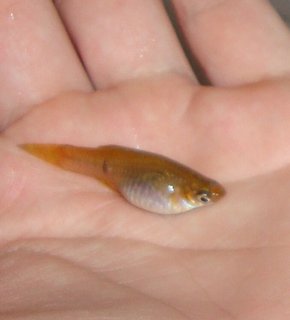pecillia sp 1.JPG