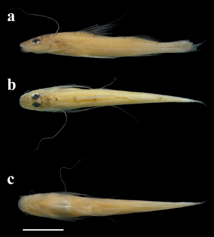 Mastiglanis sp.2, MUSM 55055, Holotype, 43.7 mm LE