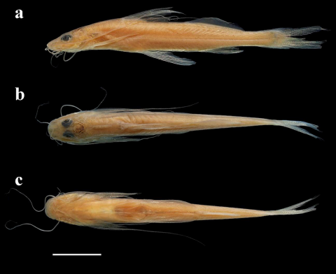 Mastiglanis sp.1, new species, MUSM 66612, 49.1 mm LE