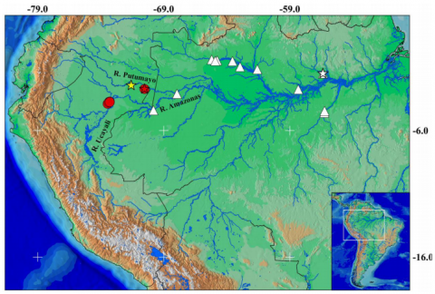 Figure 9. Distribution map of Mastiglanis asopos (white triangles), Mastiglanis sp.1 (red circles) and Mastiglanis sp.2 (yellow star) in the neotropical region. The star symbol represents the type locality of each species. Each symbol can represent more than one lot.