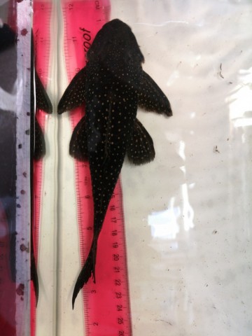 Biggest fish ~18cm SL, ~23.5cm TL