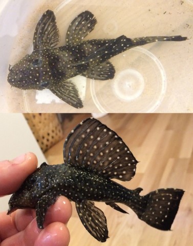 pleco2.jpg