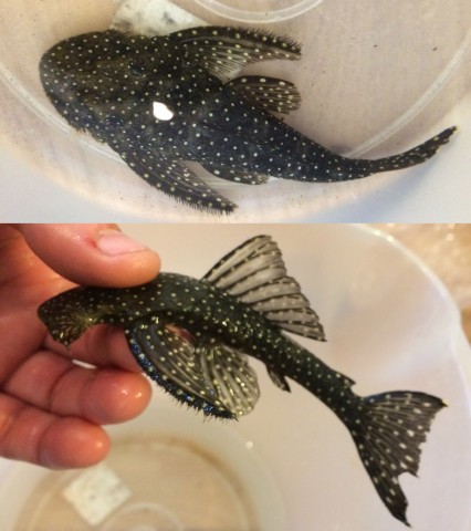 pleco1.jpg