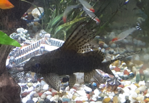 Pleco 1.PNG