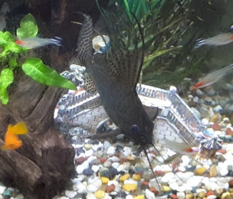 Pleco 2.PNG