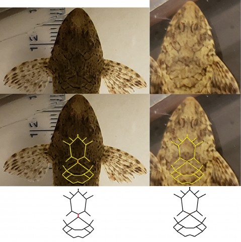 Two species? or sexual dimorphism? Individual variation?