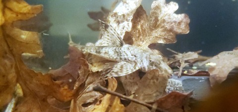 This fish also has the rounded snout as shown on left above.