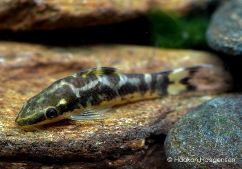 Otocinclus cocama