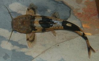 DSC_3561css.jpg