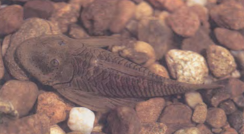 Galvis et al. 1997. Photo labeled as C. sovichthys (possibly C. tachiraense).