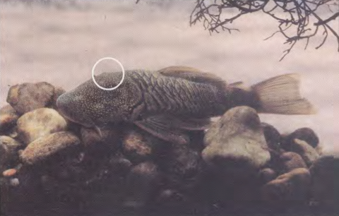 Galvis et al. 1997. Photo labeled as C. tachiraense (possibly C. sovichthys).