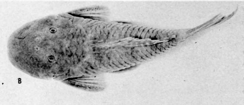 Schultz. 1944. C. sovichthys. Many small light spots on head.