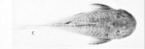 Schultz. 1944. C. tachiraense. Few dark spots on head.