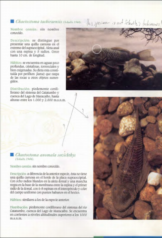 Scan of Galvis et al. 1997 from internet, pg. 83, showing hand-written comments.