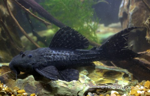 Pseudacanthicus sp. L452