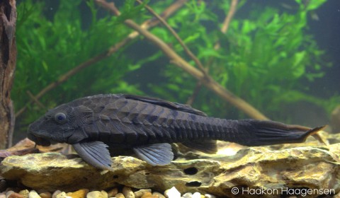 Pseudorinelepis sp. &quot;Manaus&quot;