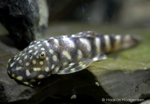 Chaetostoma sp. L455