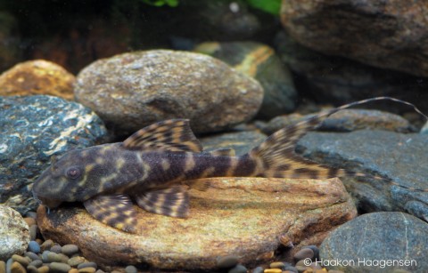 Panaqolus sp. &quot;Peru 2&quot;