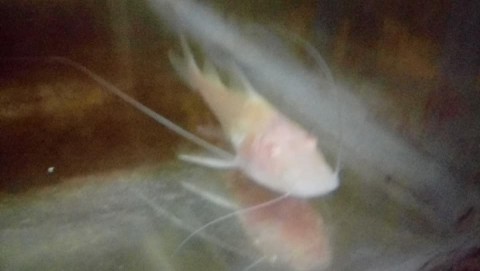 Albino Platysilurus 1.jpg