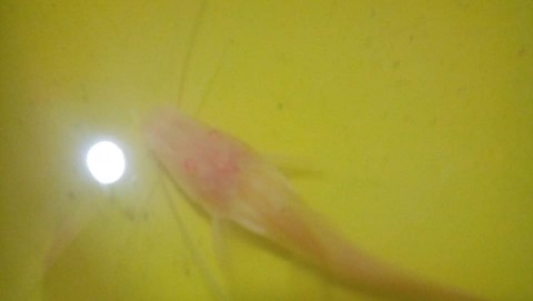 Albino Platysilurus 3.jpg