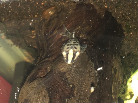 Hypoptopoma sp. Peru white in QT