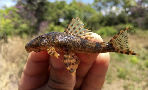 Hypostomus sp. Nov B, Taquara Stream, Upper Parana River Basin