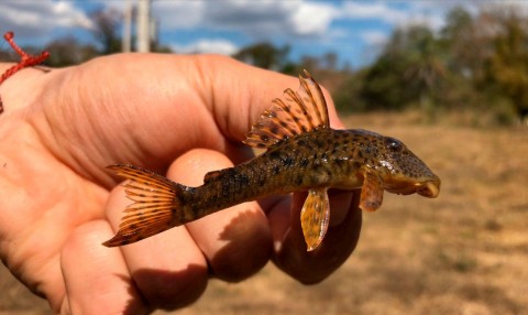 Hypostomus sp. nov. A, CIUNB 1490, paratype, upper Tocantins river basin