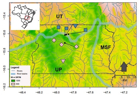 Distribution of Hypostomus sp. nov. A (blue square) and Hypostomus sp. nov. B (pink rhombus). Triangle represents the type locale. The acronyms AP, AT and MSF mean Alto Parana, Alto Tocantins and Mid São Francisco, respectively