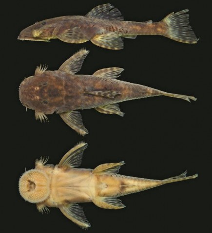 Paralithoxus mocidade, holotype, INPA 54745, female, 50.5 mm SL