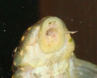 Mouthparts.JPG