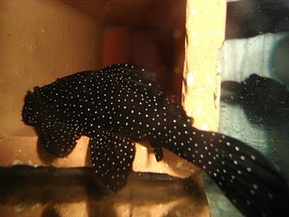 L 213 female.jpg