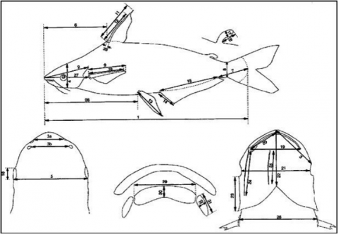 Figure 1. Measurements taken on Pangasius specimens: 1. Standard length; 2. Head length; 3. Snout<br />length; 3a. Anterior snout width; 3b. Posterior snout width; 4. Head depth; 5. Head width; 6.<br />Predorsal length; 7. Caudal peduncle length; 8. Caudal peduncle depth; 9. Pectoral fin length; 10.<br />Pectoral spine length; 11. Dorsal fin length; 12. Dorsal spine width; 13. Pelvic fin length; 14. Anal<br />fin height; 15. Anal fin length; 16. Adipose fin height; 17. Adipose fin width; 18. Eye diameter; 19.<br />Mouth width; 20. Lower jaw length; 21. Interorbital length; 22. Distance snout to isthmush; 23.<br />Postocular length; 24. Maxillary barbel length; 25. Mandibulary barbel length; 26. Body width; 27.<br />Prepectoral length; 28. Prepelvic length; 29. Vomerine width; 30. Vomerine width; 31. Palatine<br />length; 32. Palatine width; 33. Dorsal spine width.