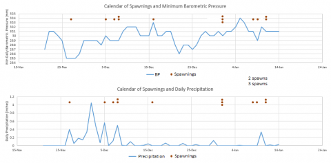 Eric's pleco miraculous spawning log December 2019 - January 2020.png