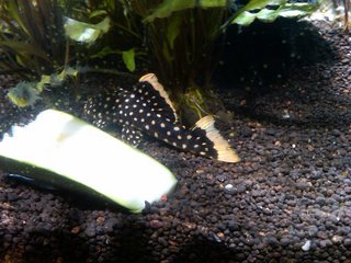 gold nugget pleco.jpg