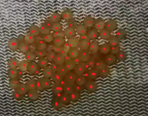 Dekeyseria picta brood 2 79 eggs counted.png